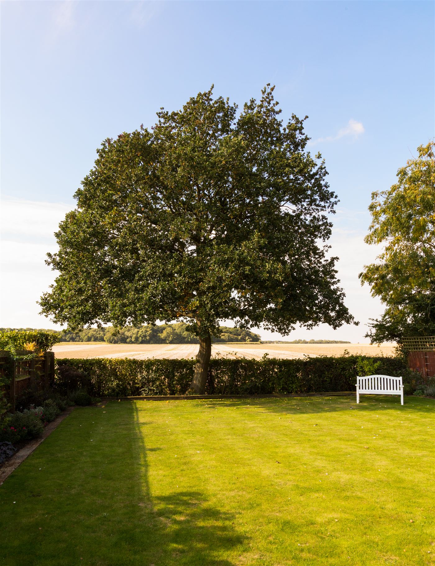 A mature oak tree in a well-kept East Devon garden, bordered by a trimmed hedge