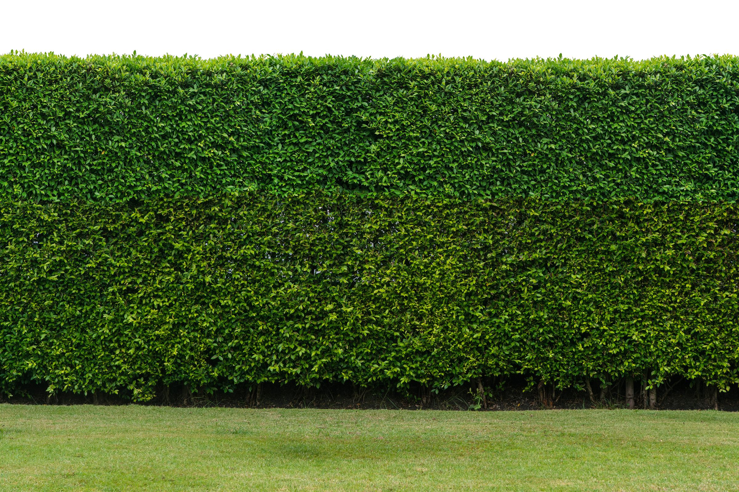 A tall, crisp leylandii hedge trimmed square to line and level along a lawn edge