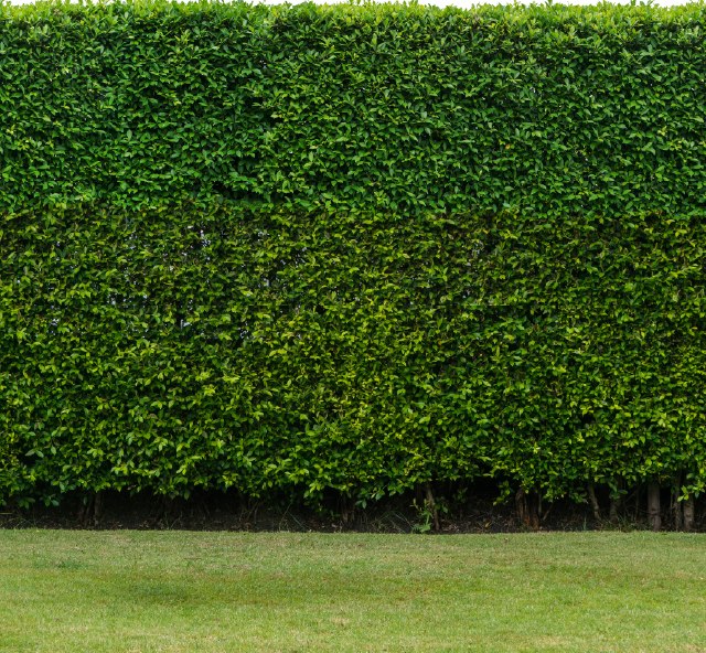 A crisp, neatly trimmed hedge with a straight top line