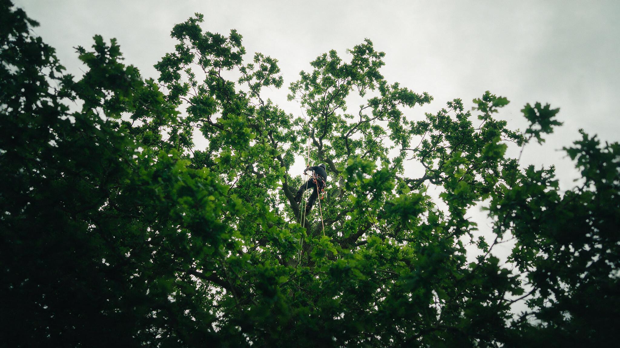 Arborist climbing high into a mature oak canopy on rope access during tree surgery in Exmouth