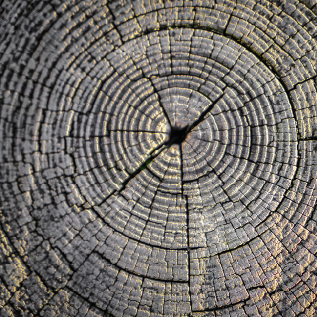 Close-up of a freshly ground tree stump showing the growth rings