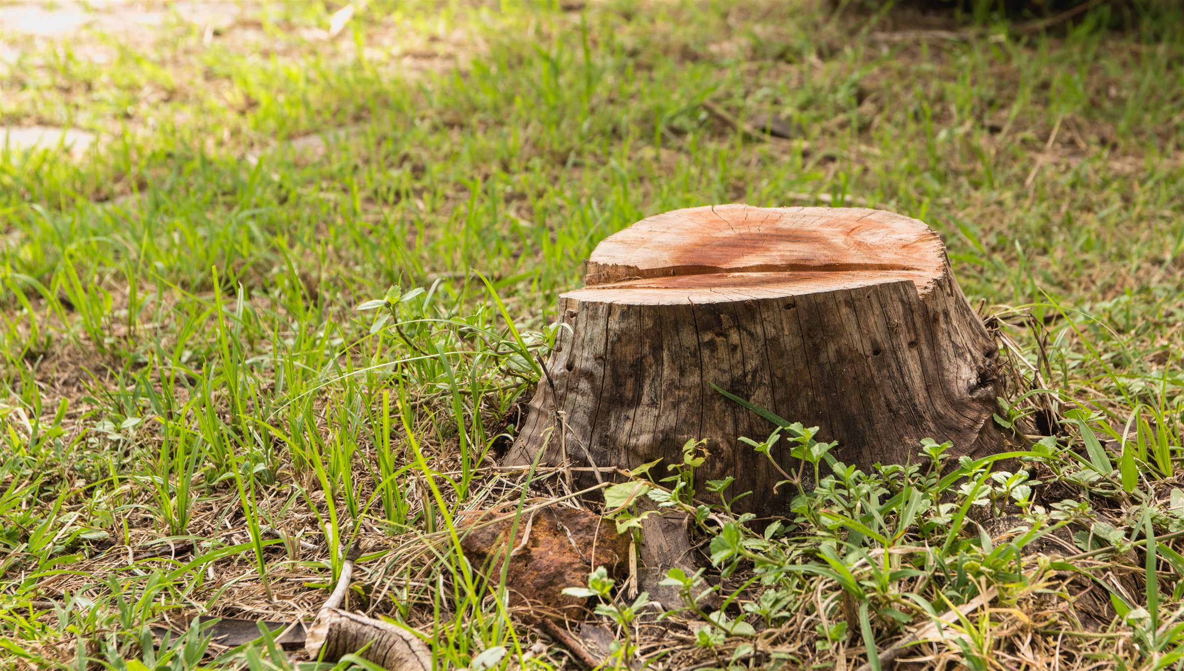 A tree stump left in a lawn, ready to be ground out below ground level