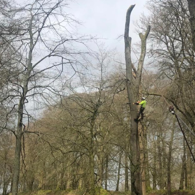 Arborist climbing a stripped trunk section during a technical tree removal