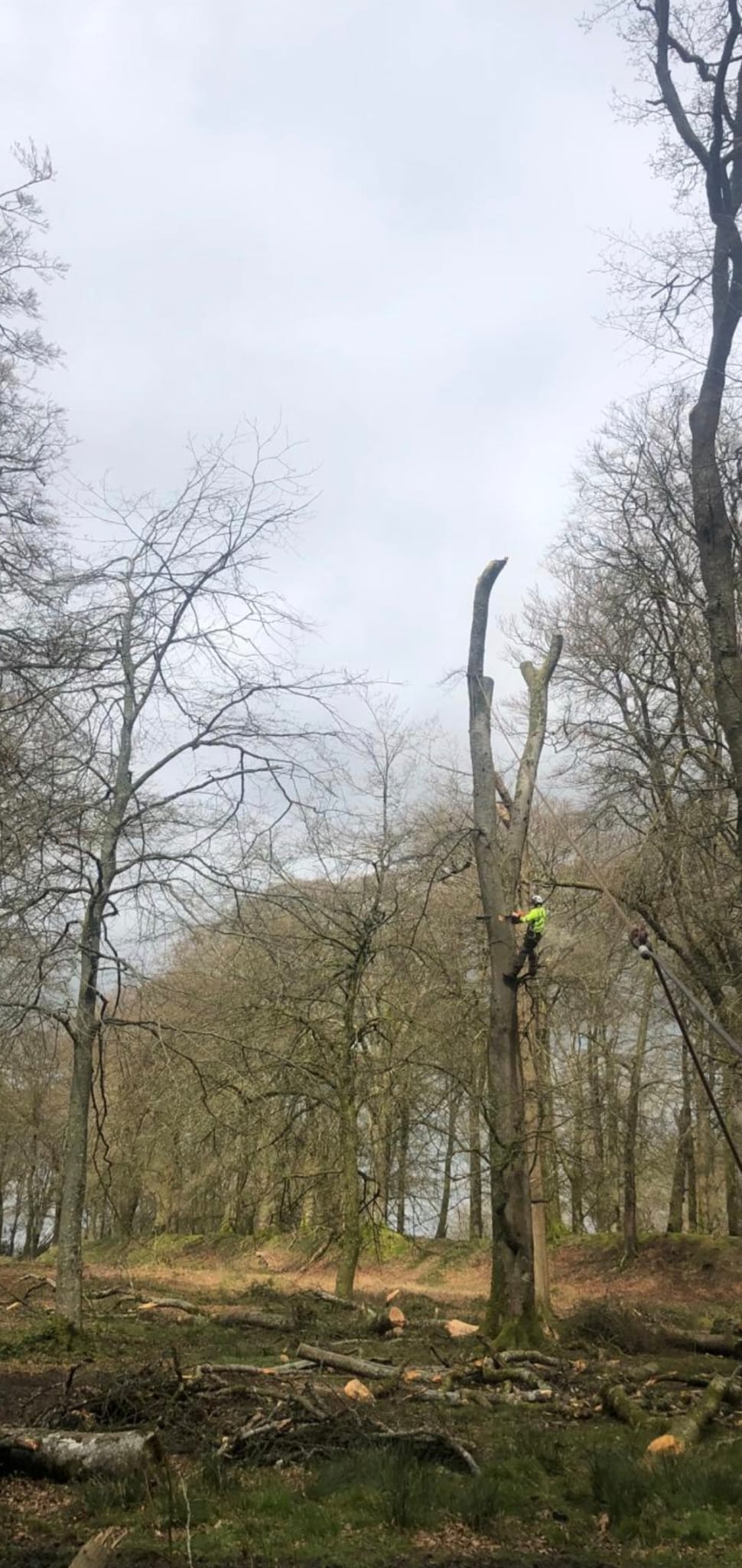Arborist dismantling a tree section by section using rope rigging during a technical removal