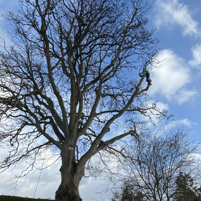 Arborist working high in a mature oak on rope access during a crown reduction