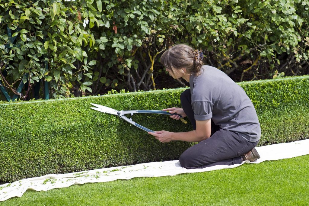 How to Reduce the Height of a Hedge Safely - Devon Tree Works